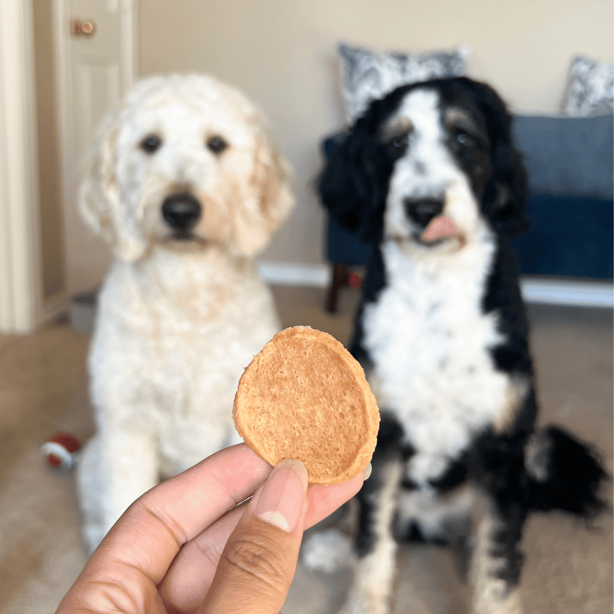 Chicken Chips — Single-Ingredient Dog Treats