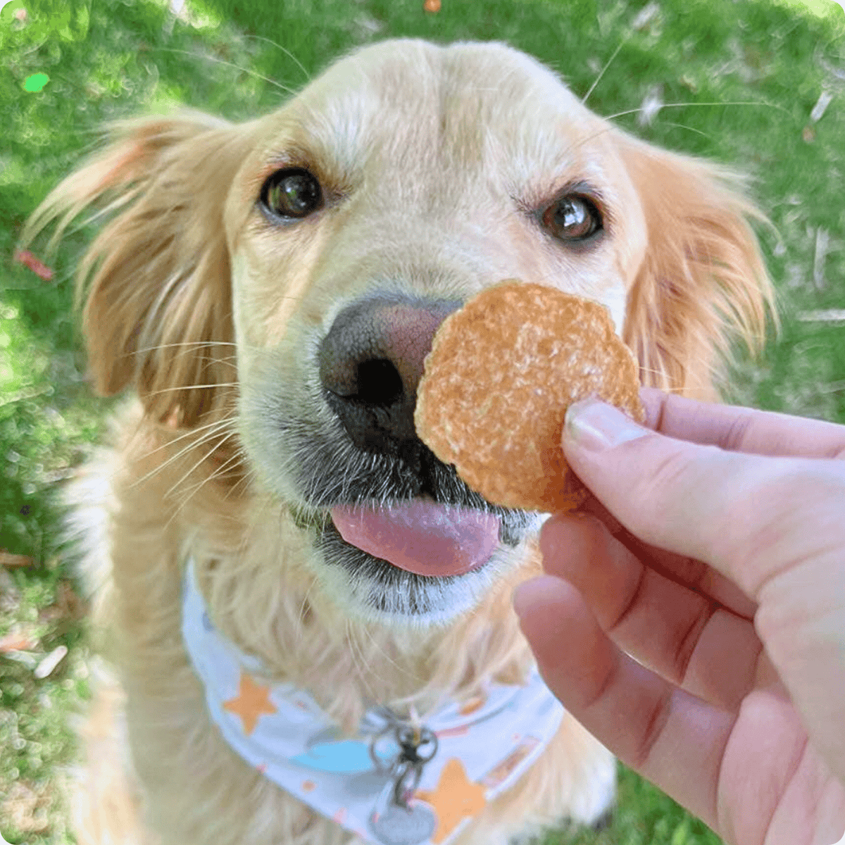 Chicken Chips — Single-Ingredient Dog Treats